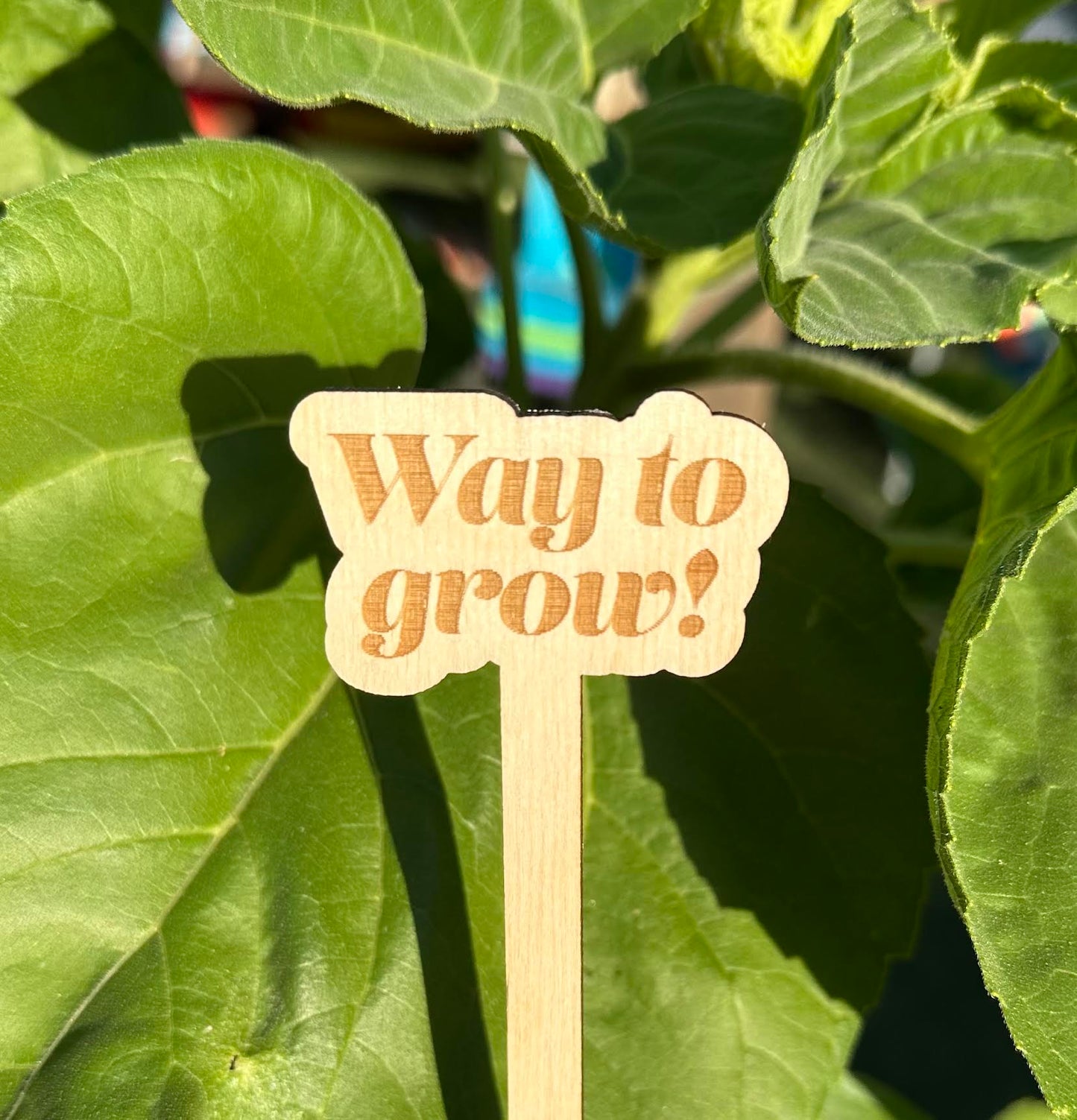 Way To Grow Wooden Plant Stake