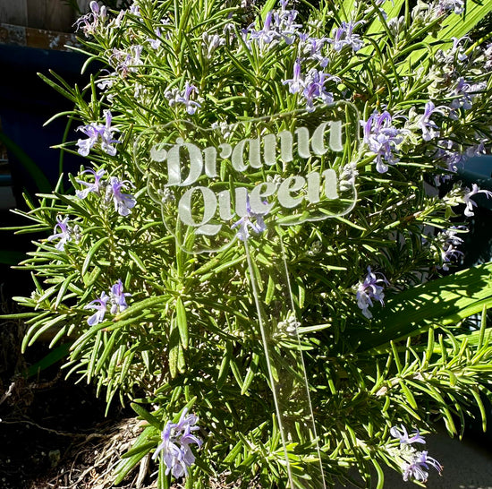 Drama Queen Acrylic Plant Stake