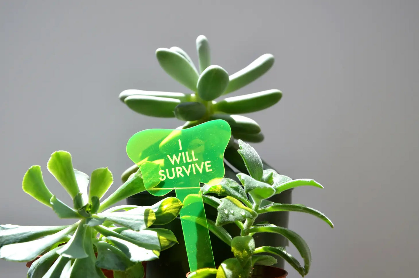 I Will Survive Acrylic Plant Stake