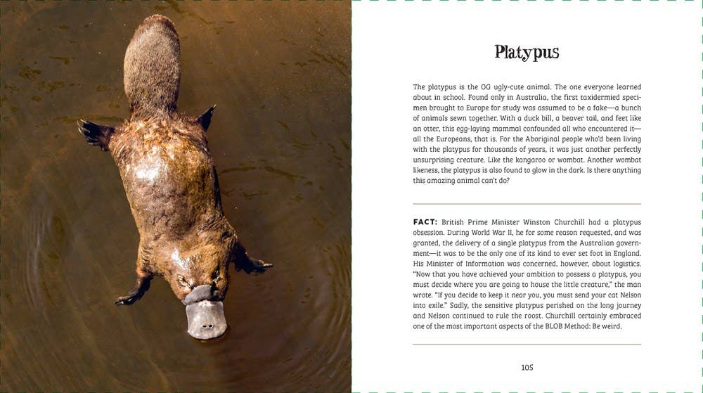 Ugly-Cute What Misunderstood Animals Can Teach Us About Life Book