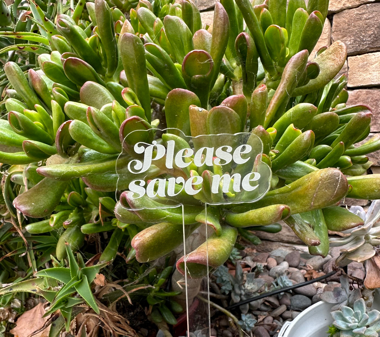 Please Save Me Acrylic Plant Stake