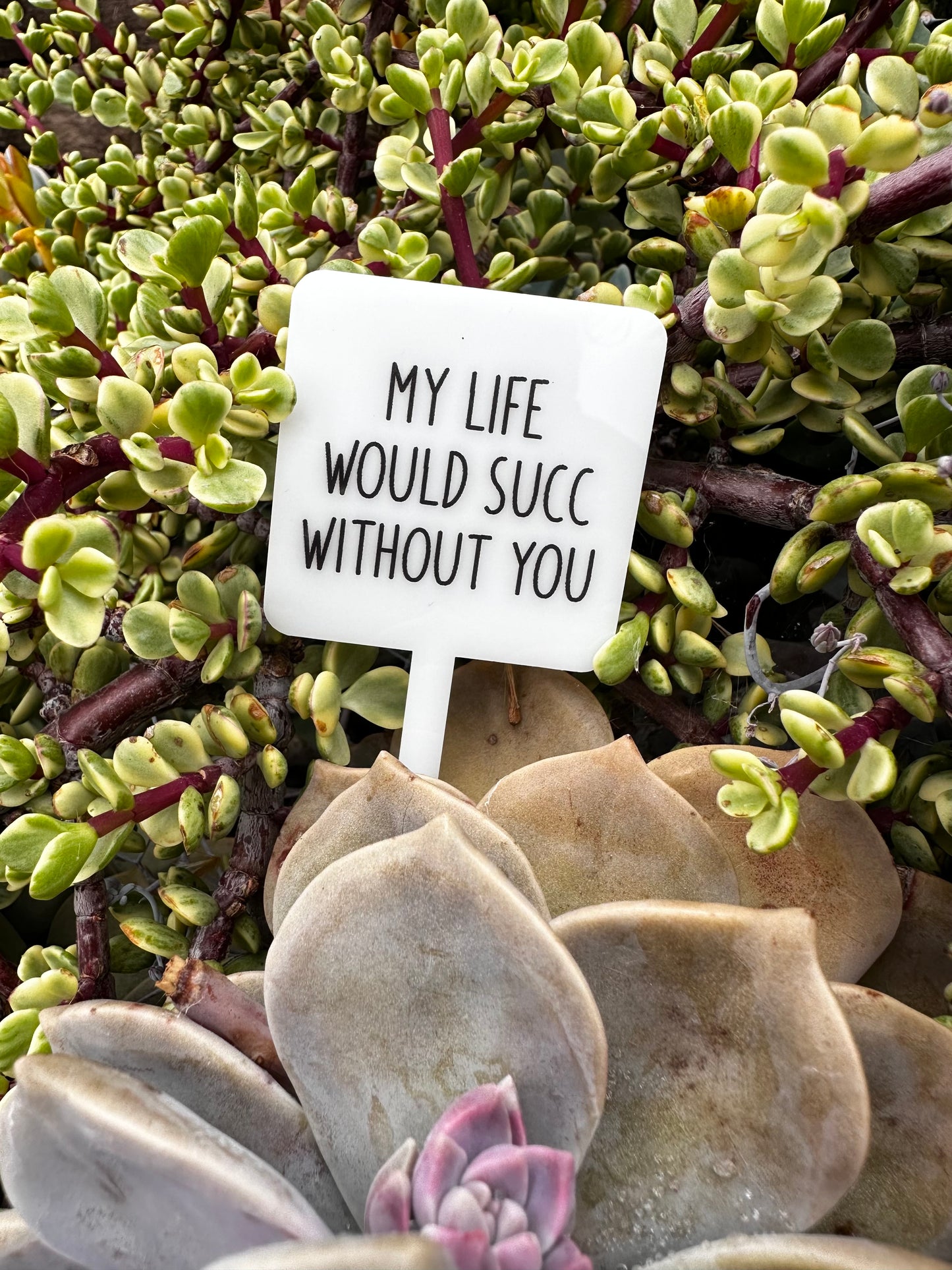 My Life Would Succ Without You Acrylic Plant Stake