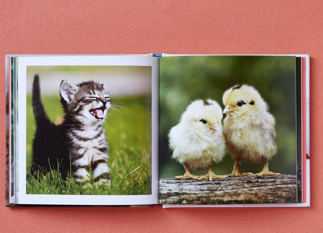 Cute Animals for Hard Times Book - 80 pages