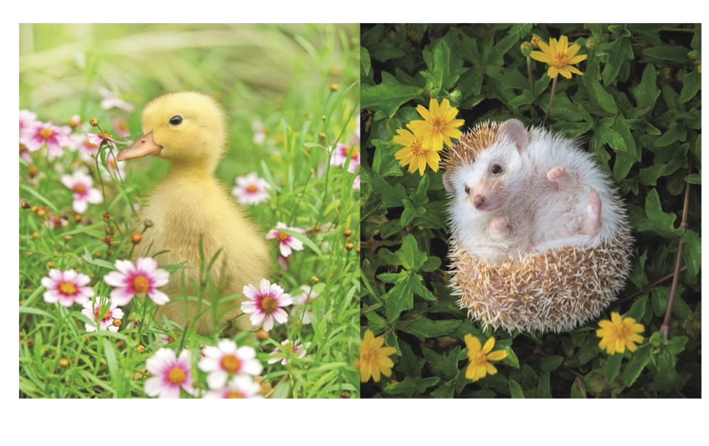 This Book Is Literally Just Pictures of Tiny Animals That Will Make You Smile Book - 96 pages
