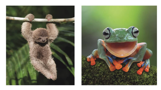 This Book Is Literally Just Pictures of Tiny Animals That Will Make You Smile Book - 96 pages