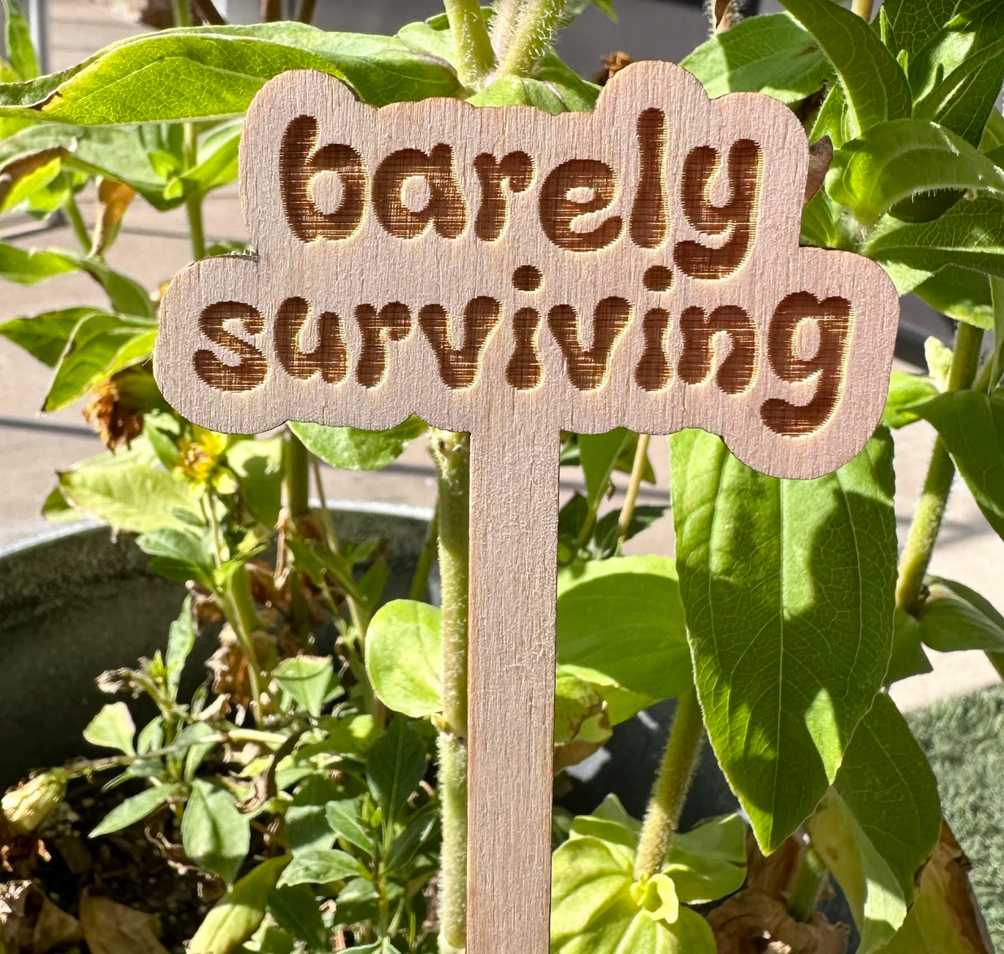 Barely Surviving Wooden Plant Stake