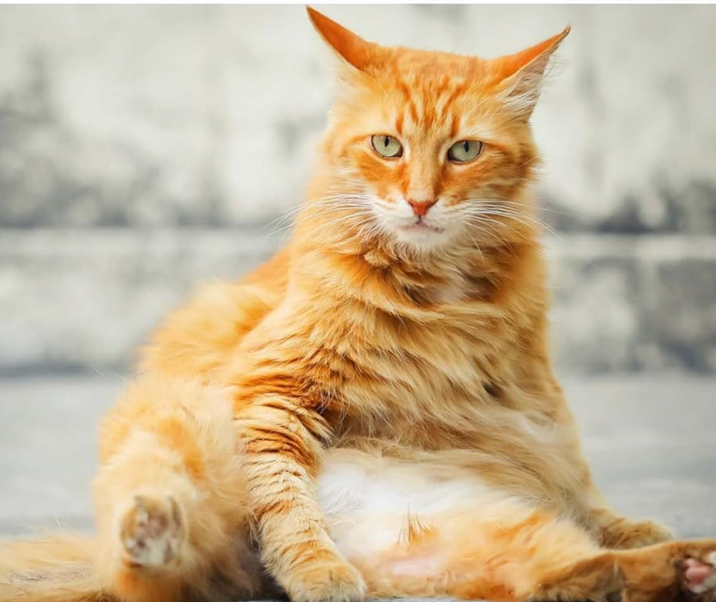 This Book Is Literally Just Pictures Of Cute Cats Who Are Plotting To Kill You Book