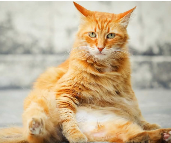 This Book Is Literally Just Pictures Of Cute Cats Who Are Plotting To Kill You Book