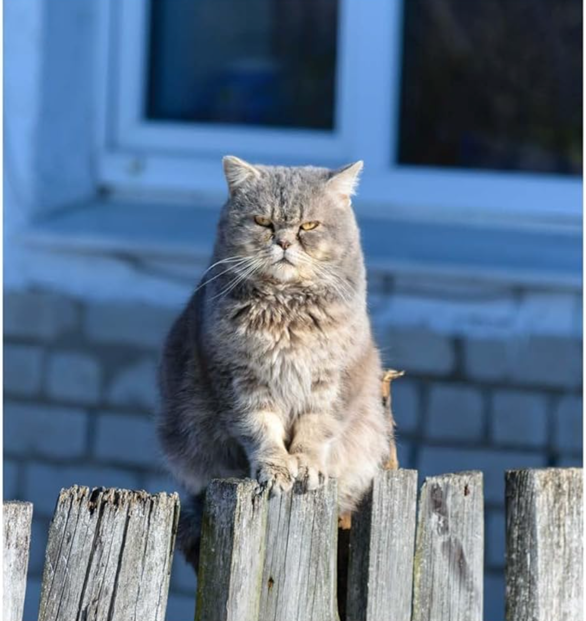 This Book Is Literally Just Pictures Of Cute Cats Who Are Plotting To Kill You Book