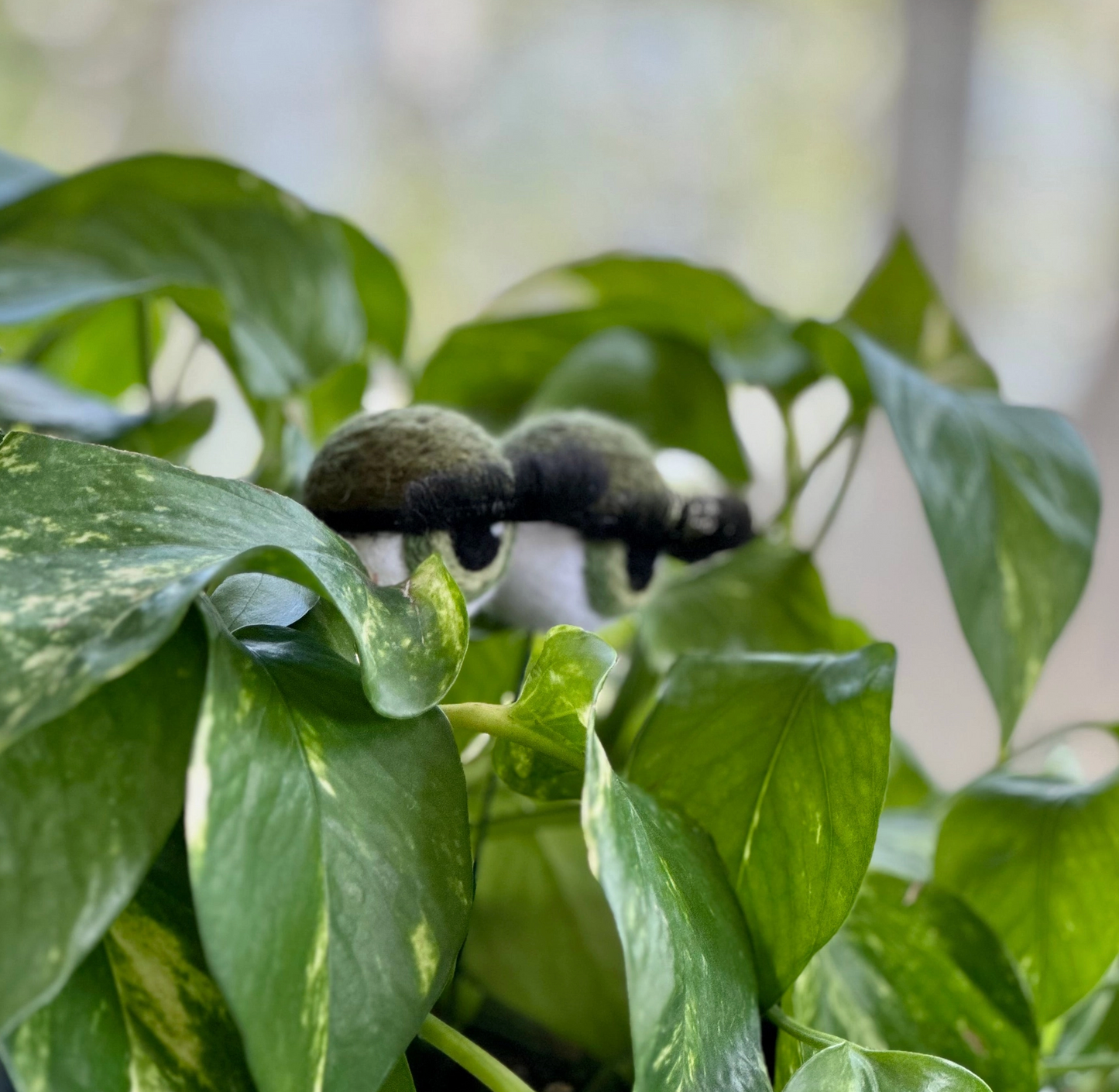 Hand-Felted Planter Eyeballs with Eyelashes