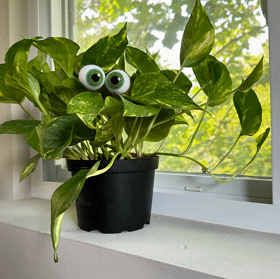 Hand-Felted Plant Eyes (No Eyelashes)