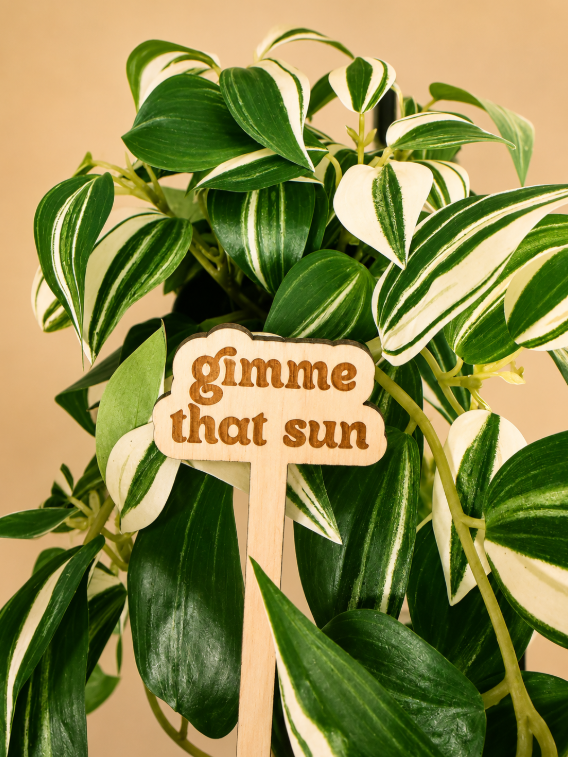 Gimmie That Sun Wooden Plant Stake