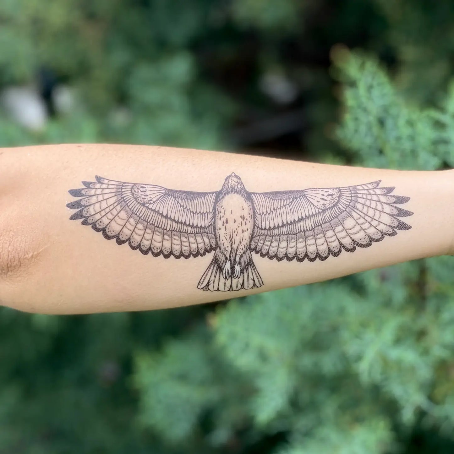 Hawk Temporary Tattoos