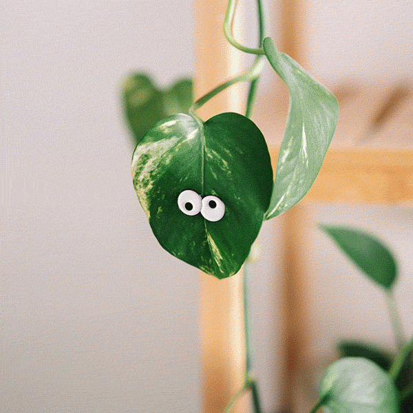 Glow Eyes Plant Magnets - 4 pack